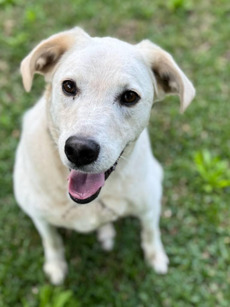 Elliot, a Adoptable mixed breed in Ocean Springs, MS image 1/5