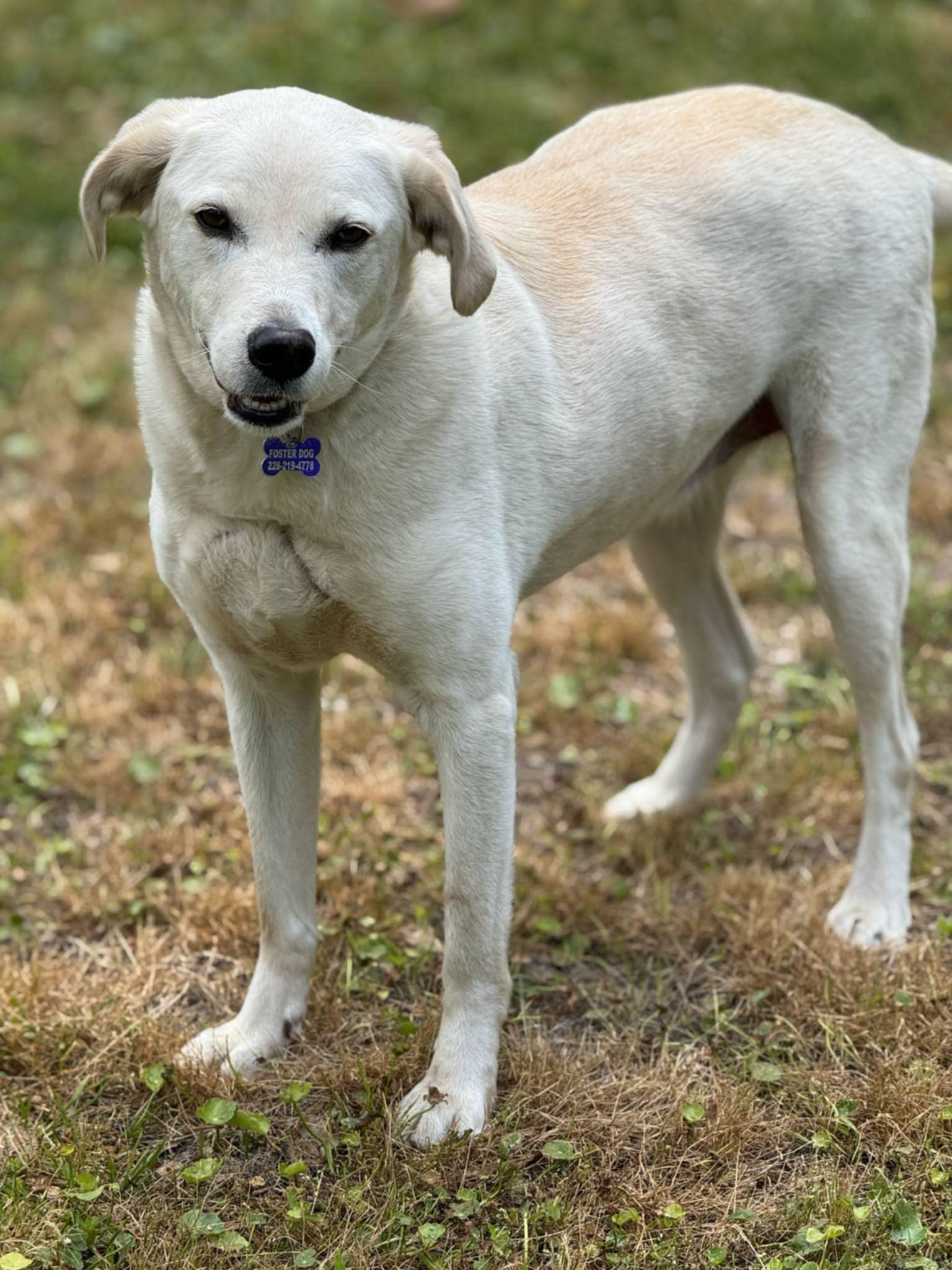 Elliot, a Adoptable mixed breed in Ocean Springs, MS image 2/5