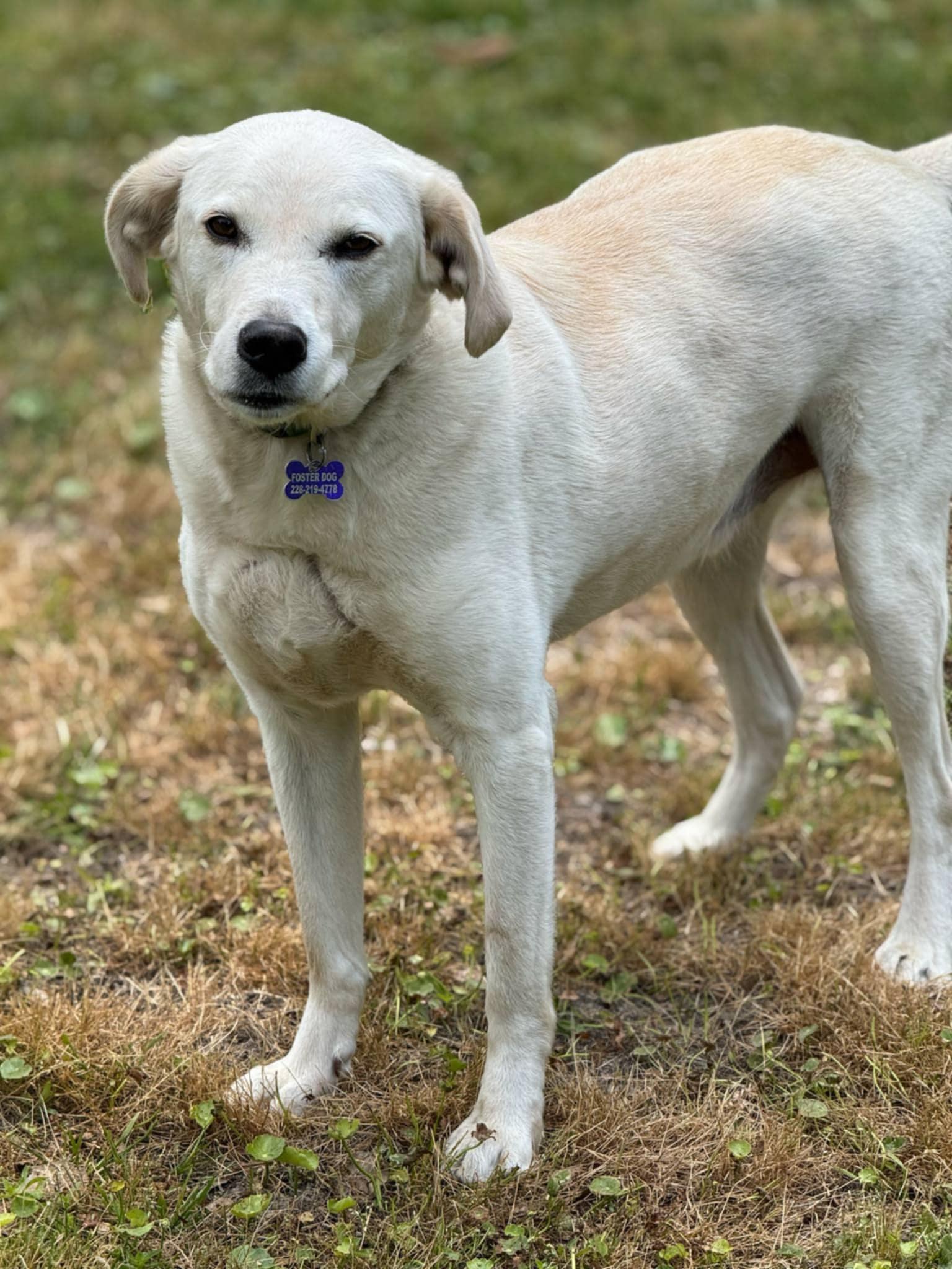 Elliot, a Adoptable mixed breed in Ocean Springs, MS image 3/5