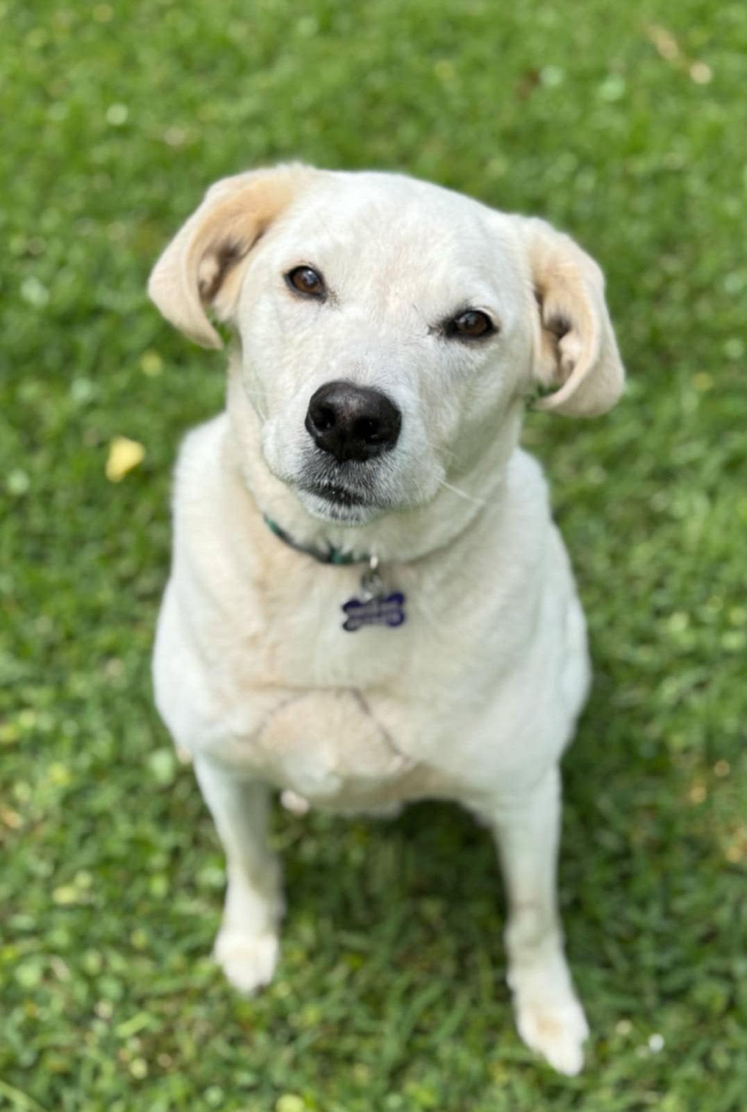 Elliot, a Adoptable mixed breed in Ocean Springs, MS image 4/5