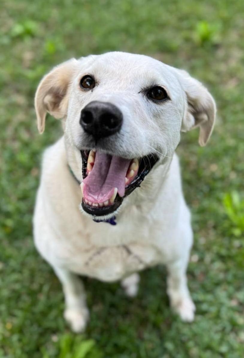 Elliot, a Adoptable mixed breed in Ocean Springs, MS image 5/5