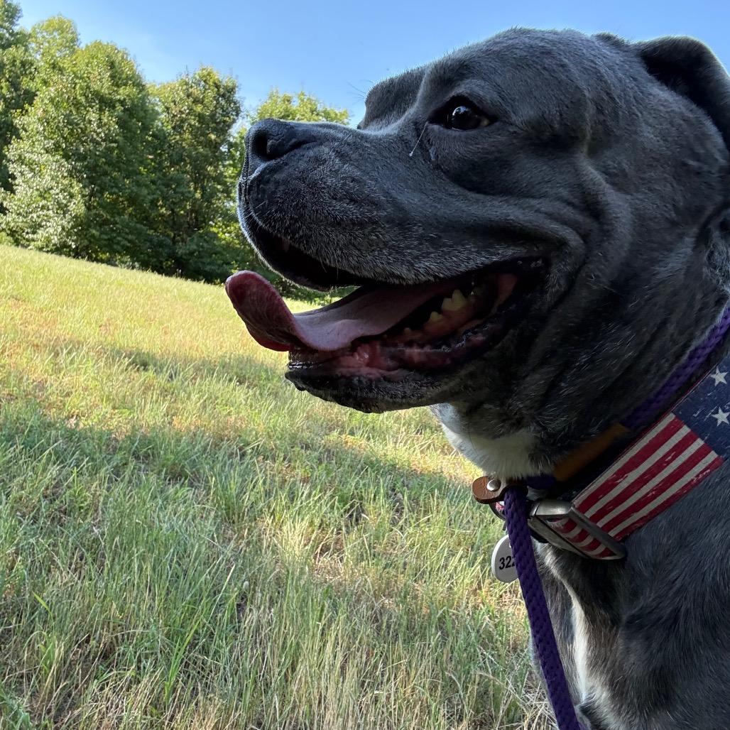 Big Mac, Adoptable, Senior Male Cane Corso.