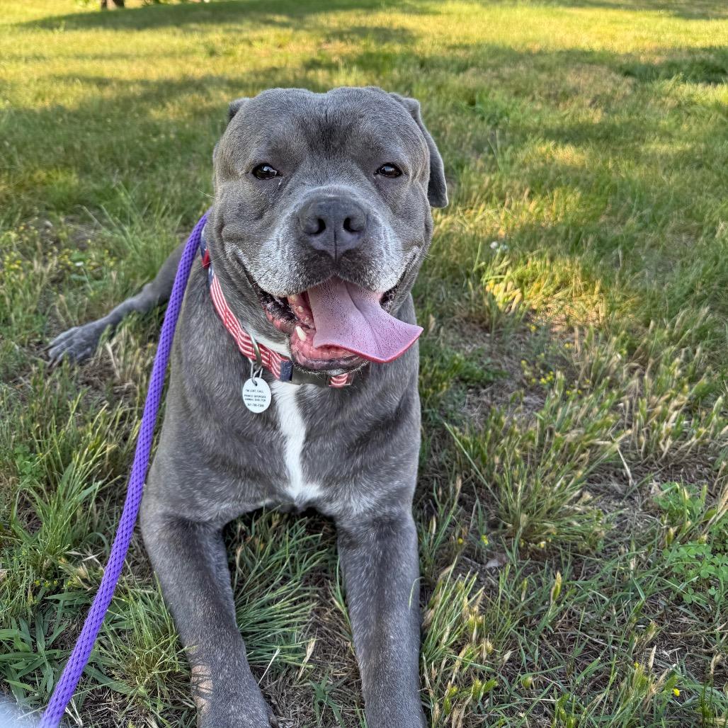 Big Mac, a Adoptable Cane Corso in manchester, PA image 2/6