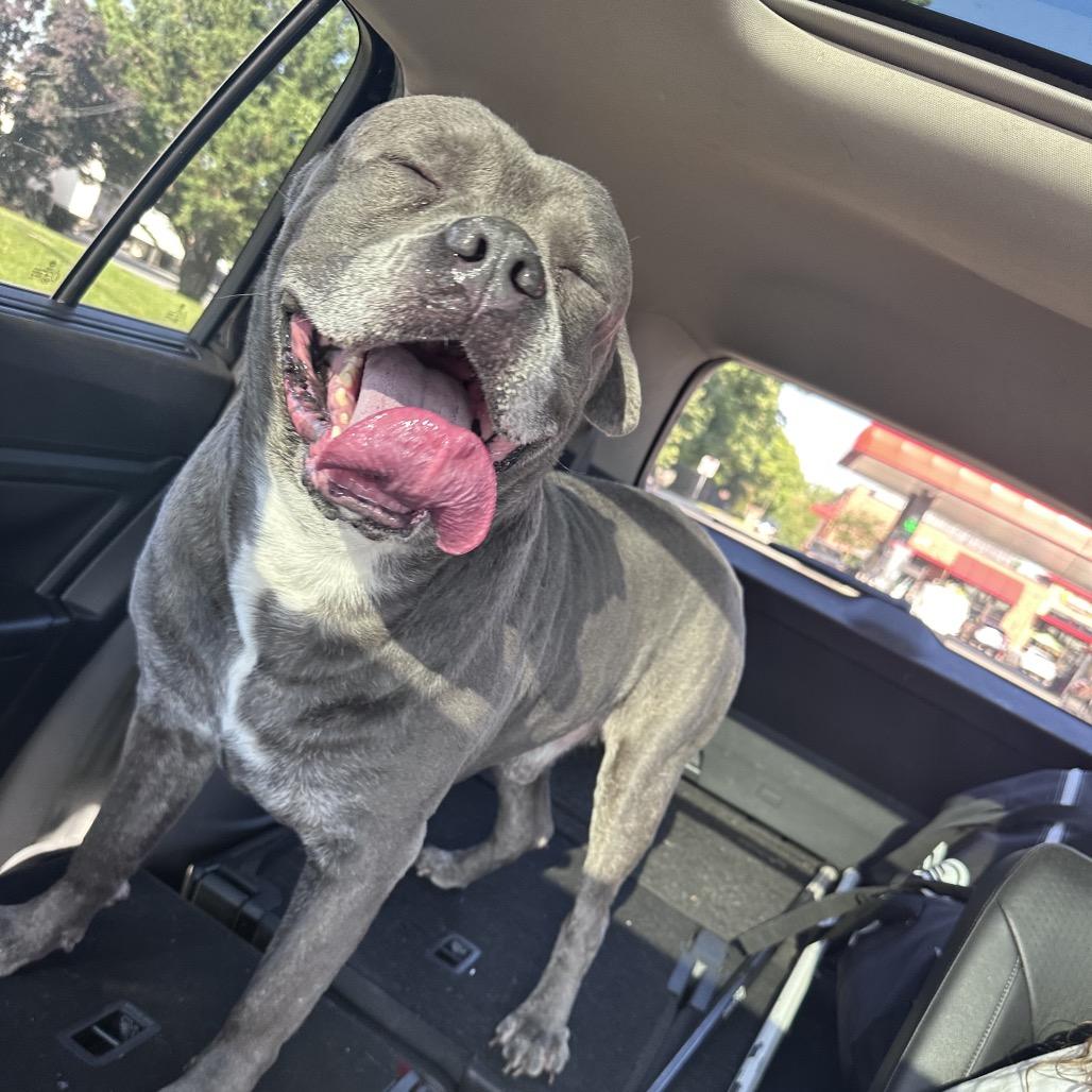 Big Mac, a Adoptable Cane Corso in manchester, PA image 3/6