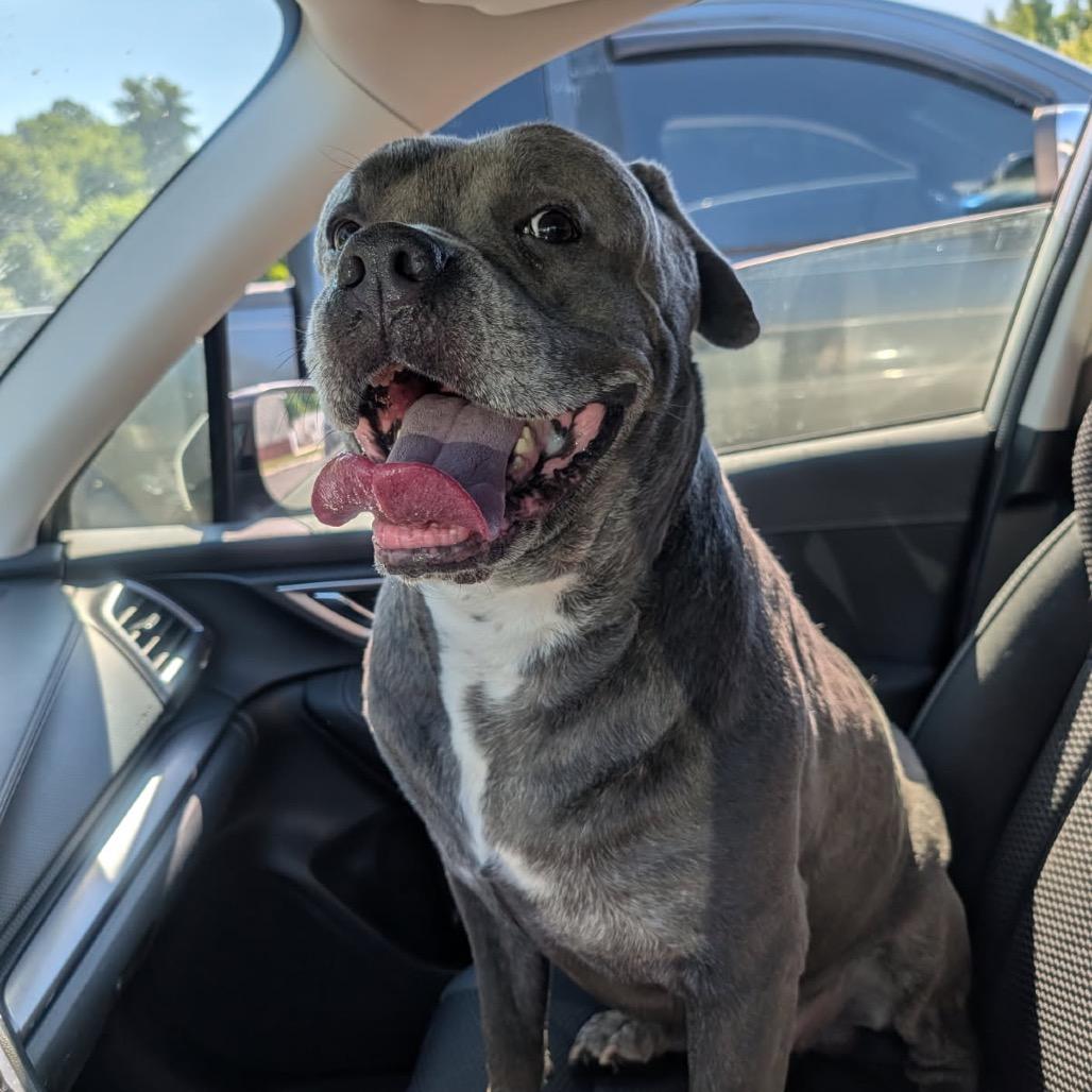 Big Mac, a Adoptable Cane Corso in manchester, PA image 4/6
