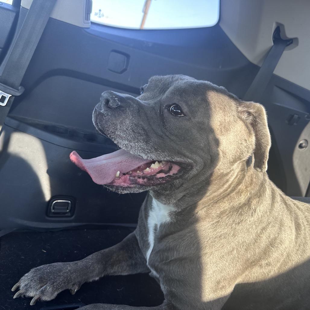 Big Mac, a Adoptable Cane Corso in manchester, PA image 5/6