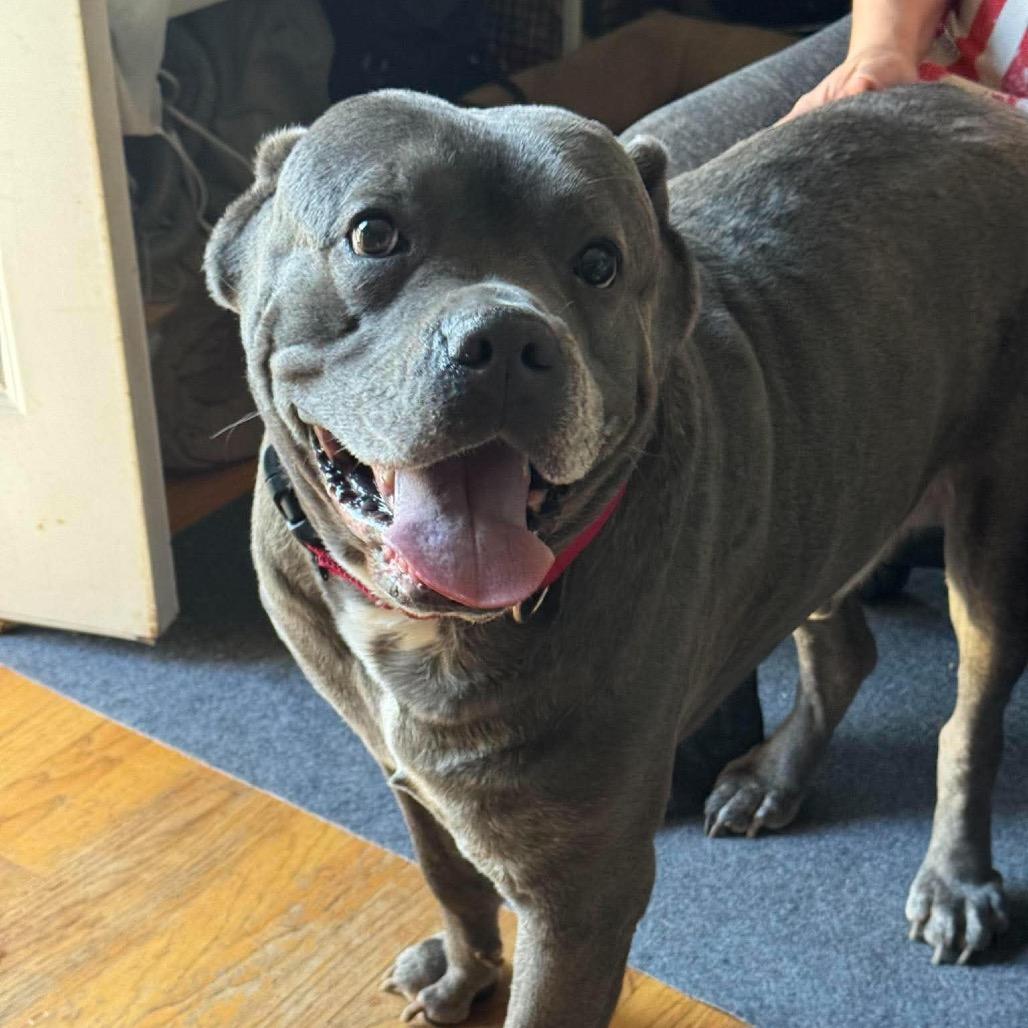 Enlarge Big Mac, a Adoptable Cane Corso in manchester, PA image 5/6