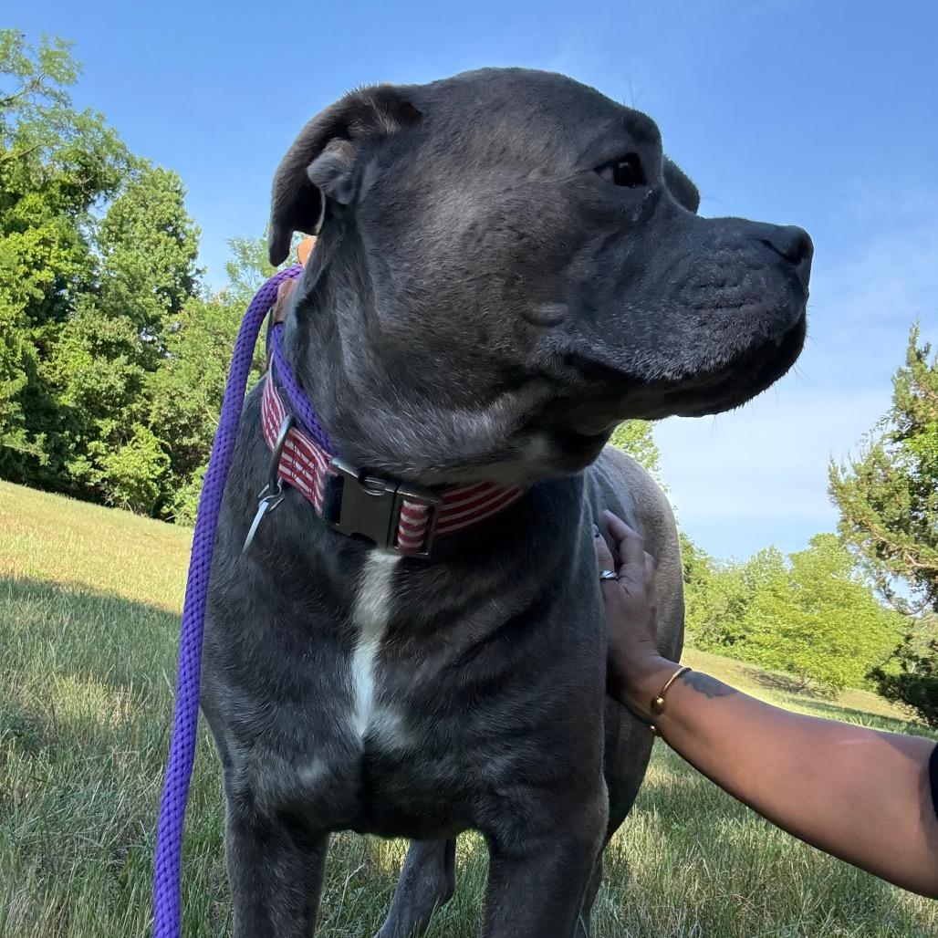 Big Mac, a Adoptable Cane Corso in manchester, PA image 6/6