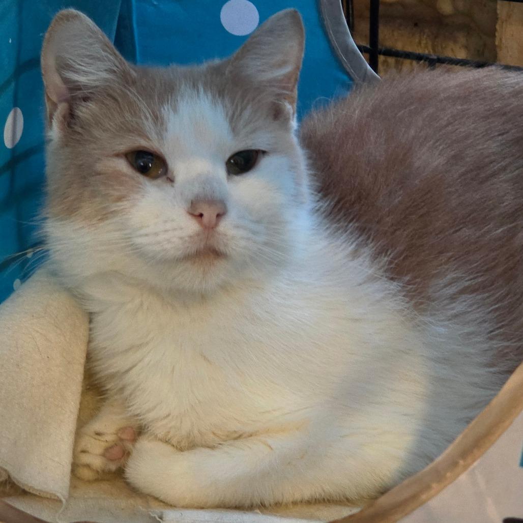 Ivy, Adoptable, Adult Female Domestic Short Hair.