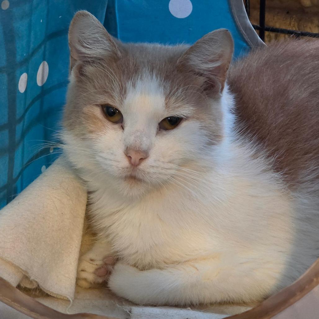 Enlarge Ivy, a Adoptable Domestic Short Hair in Park Falls, WI image 2/2