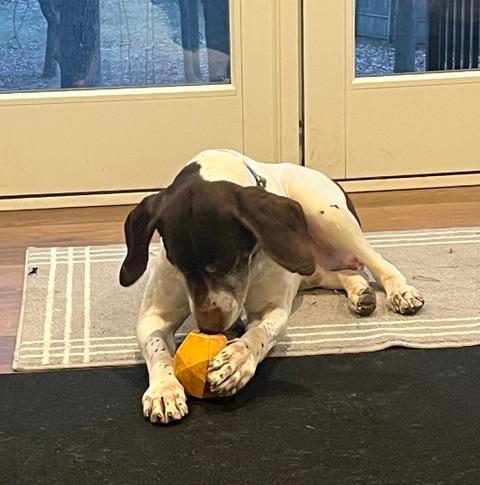 Major, Adopted, Adult Male German Shorthaired Pointer.