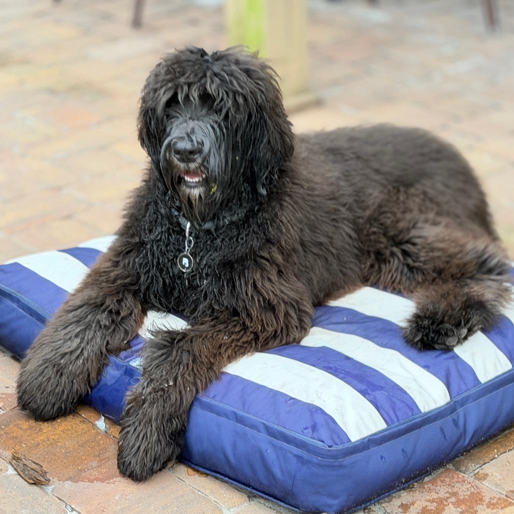 Enlarge Vinny, a Adoptable mixed breed in Sarasota, FL image 3/6