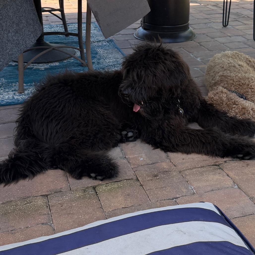 Enlarge Vinny, a Adoptable mixed breed in Sarasota, FL image 4/6