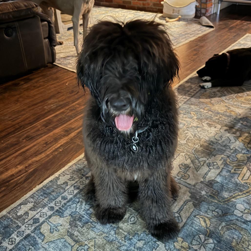 Enlarge Vinny, a Adoptable mixed breed in Sarasota, FL image 5/6