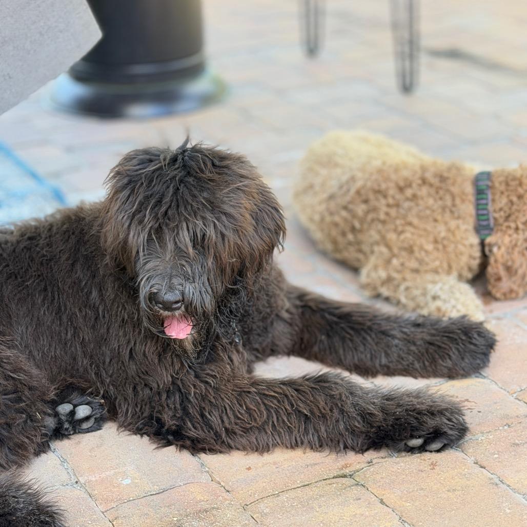 Enlarge Vinny, a Adoptable mixed breed in Sarasota, FL image 6/6