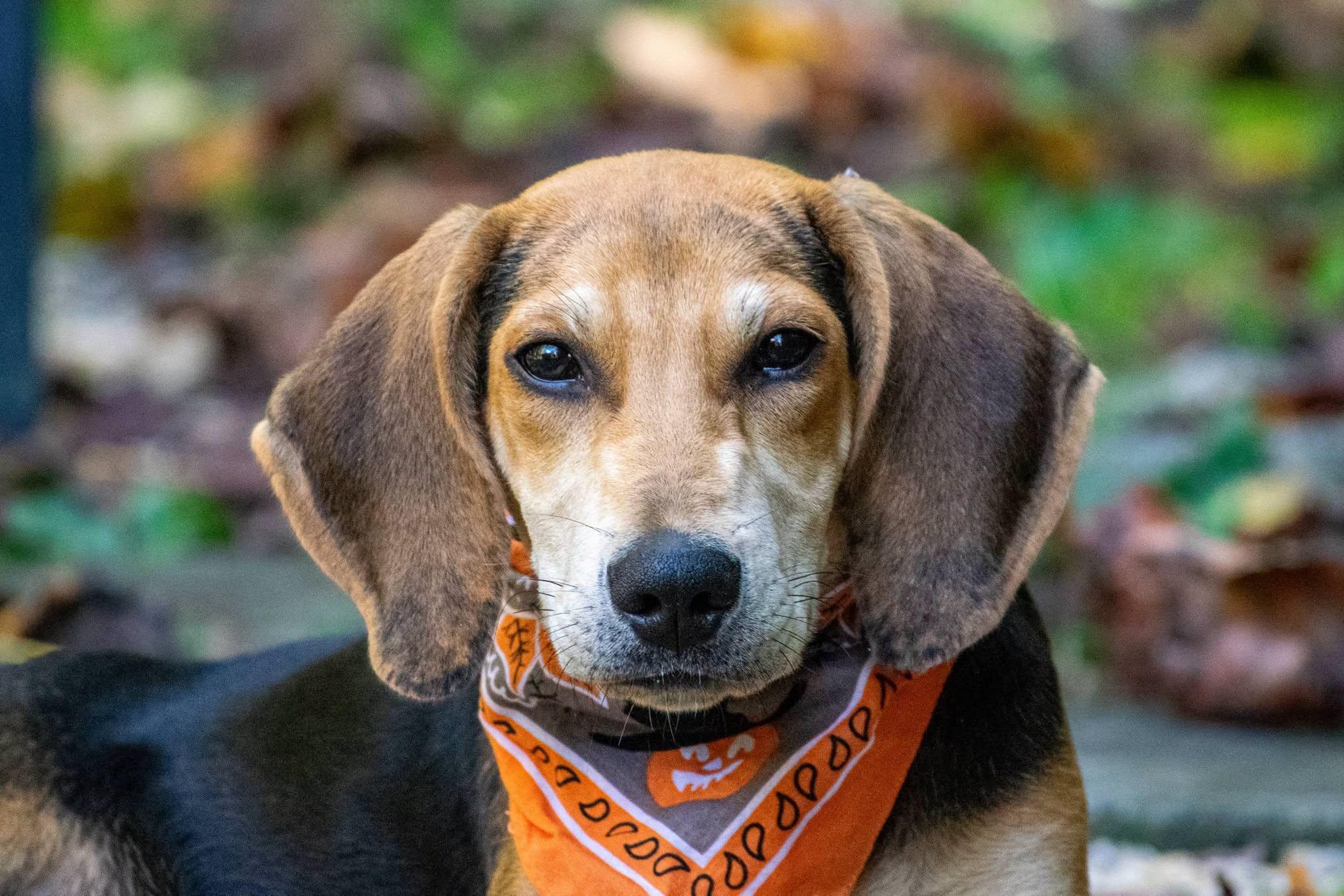 Enlarge Tracker, a Adoptable Hound in Sevierville, TN image 2/4