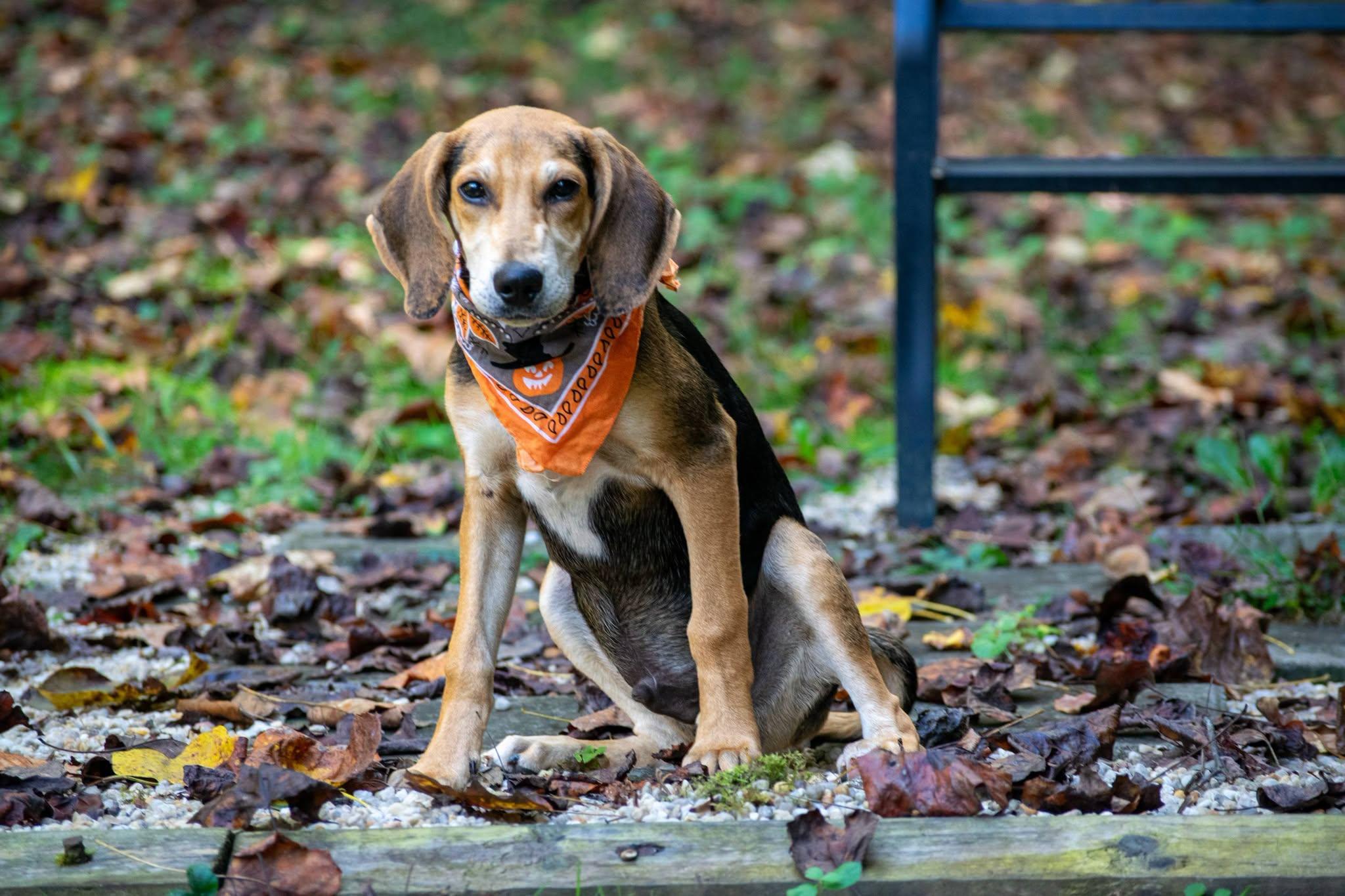 Enlarge Tracker, a Adoptable Hound in Sevierville, TN image 4/4