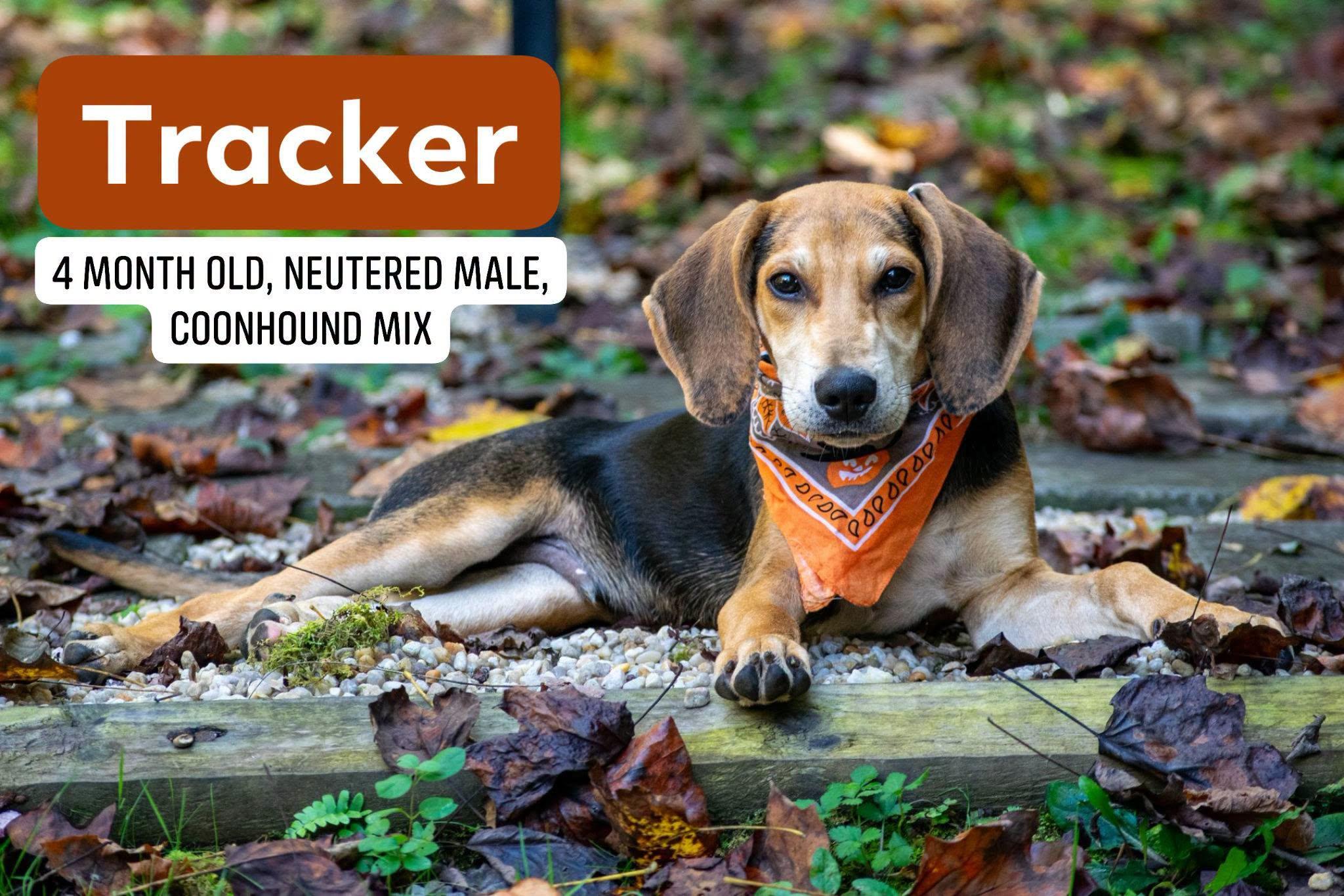 Tracker, Adoptable, Puppy Male Hound.