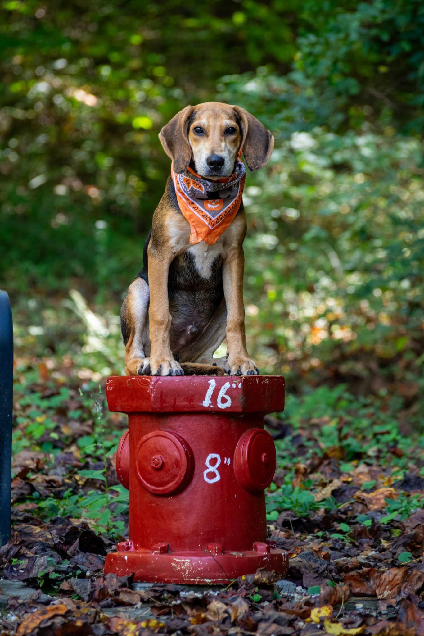 Enlarge Tracker, a Adoptable Hound in Sevierville, TN image 3/4