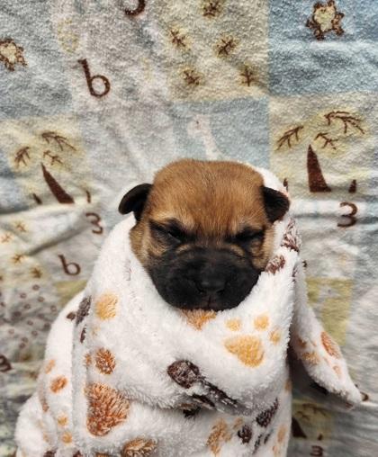 Mehrunes Dagon, Adoptable, Puppy Male Mixed Breed & Mixed Breed.