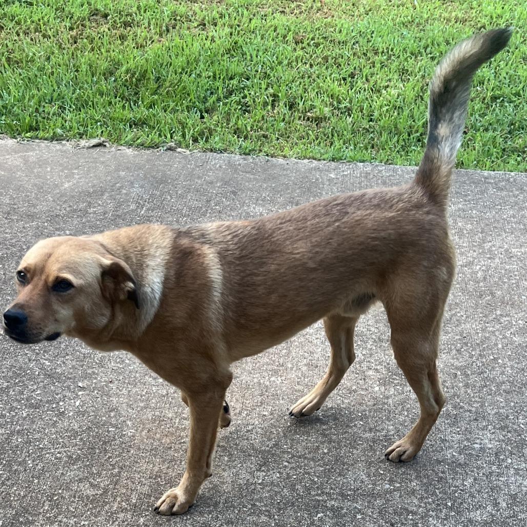 Enlarge *Courtesy Listing - Jack, a Adoptable Mixed Breed in Tuscaloosa, AL image 1/4