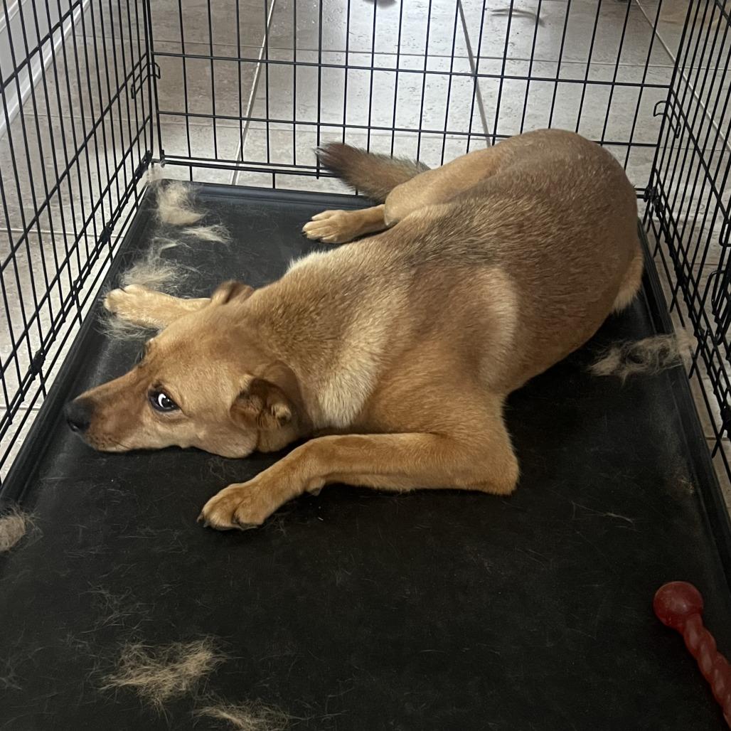 Enlarge *Courtesy Listing - Jack, a Adoptable Mixed Breed in Tuscaloosa, AL image 2/4