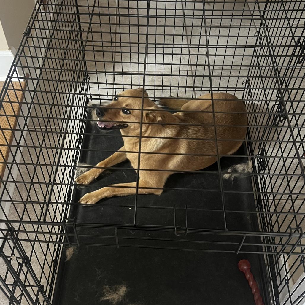 Enlarge *Courtesy Listing - Jack, a Adoptable Mixed Breed in Tuscaloosa, AL image 3/4