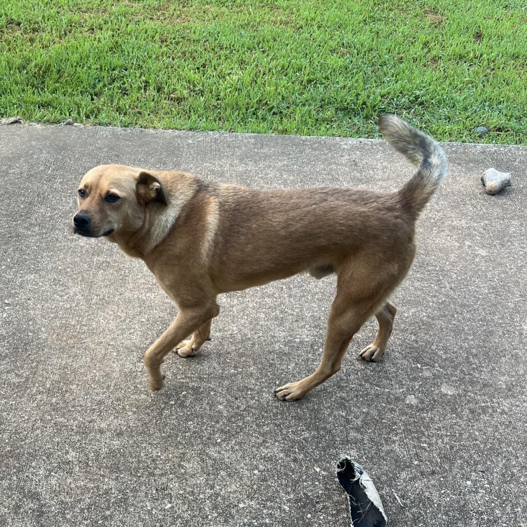 Enlarge *Courtesy Listing - Jack, a Adoptable Mixed Breed in Tuscaloosa, AL image 4/4