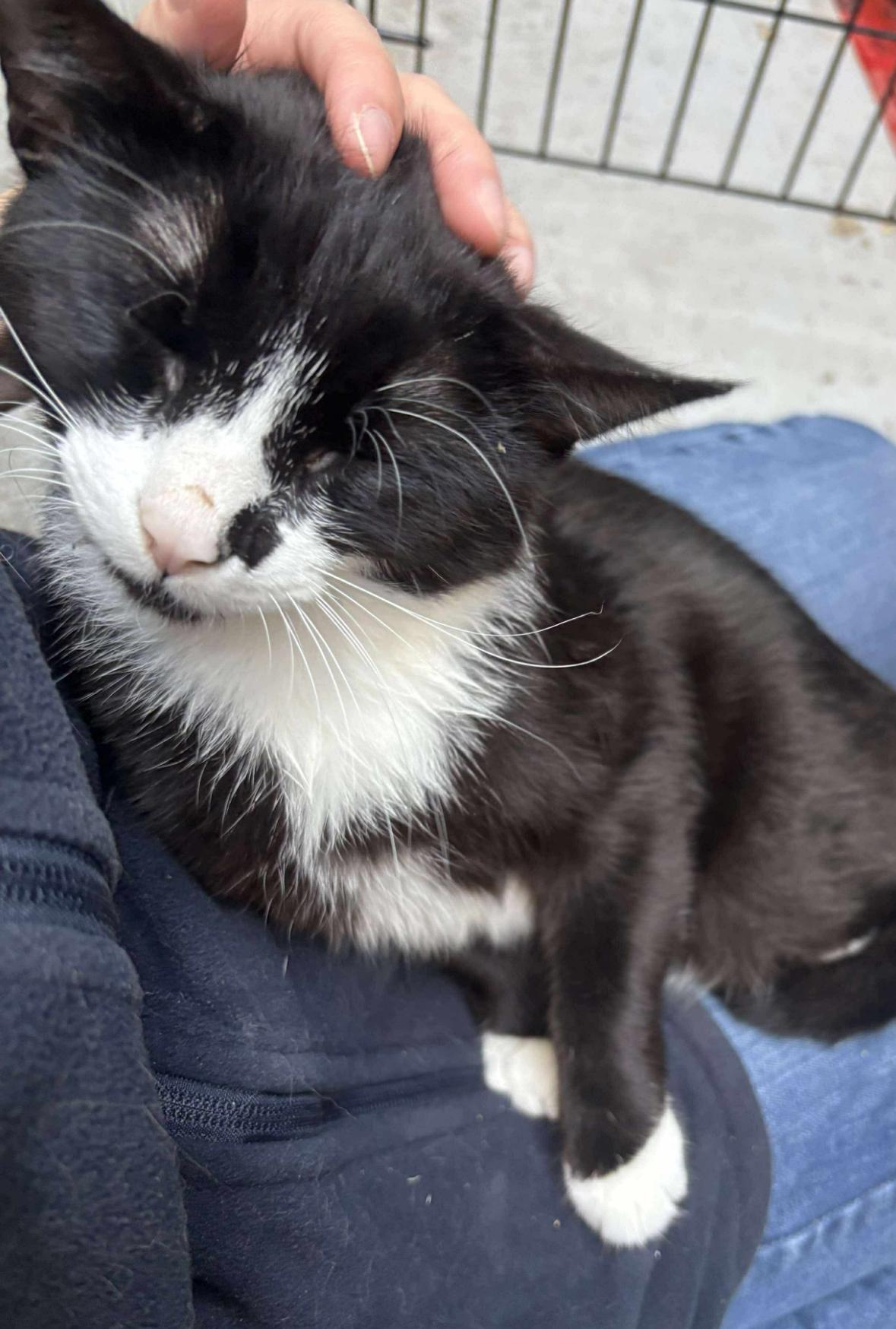 Umi, an adoptable Domestic Short Hair in Courtenay, BC, V9N 7T4 | Photo Image 3