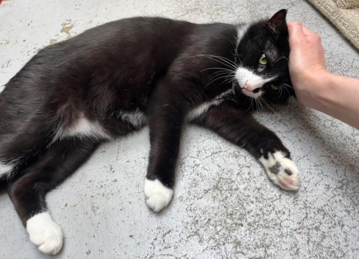 Umi, an adoptable Domestic Short Hair in Courtenay, BC, V9N 7T4 | Photo Image 6