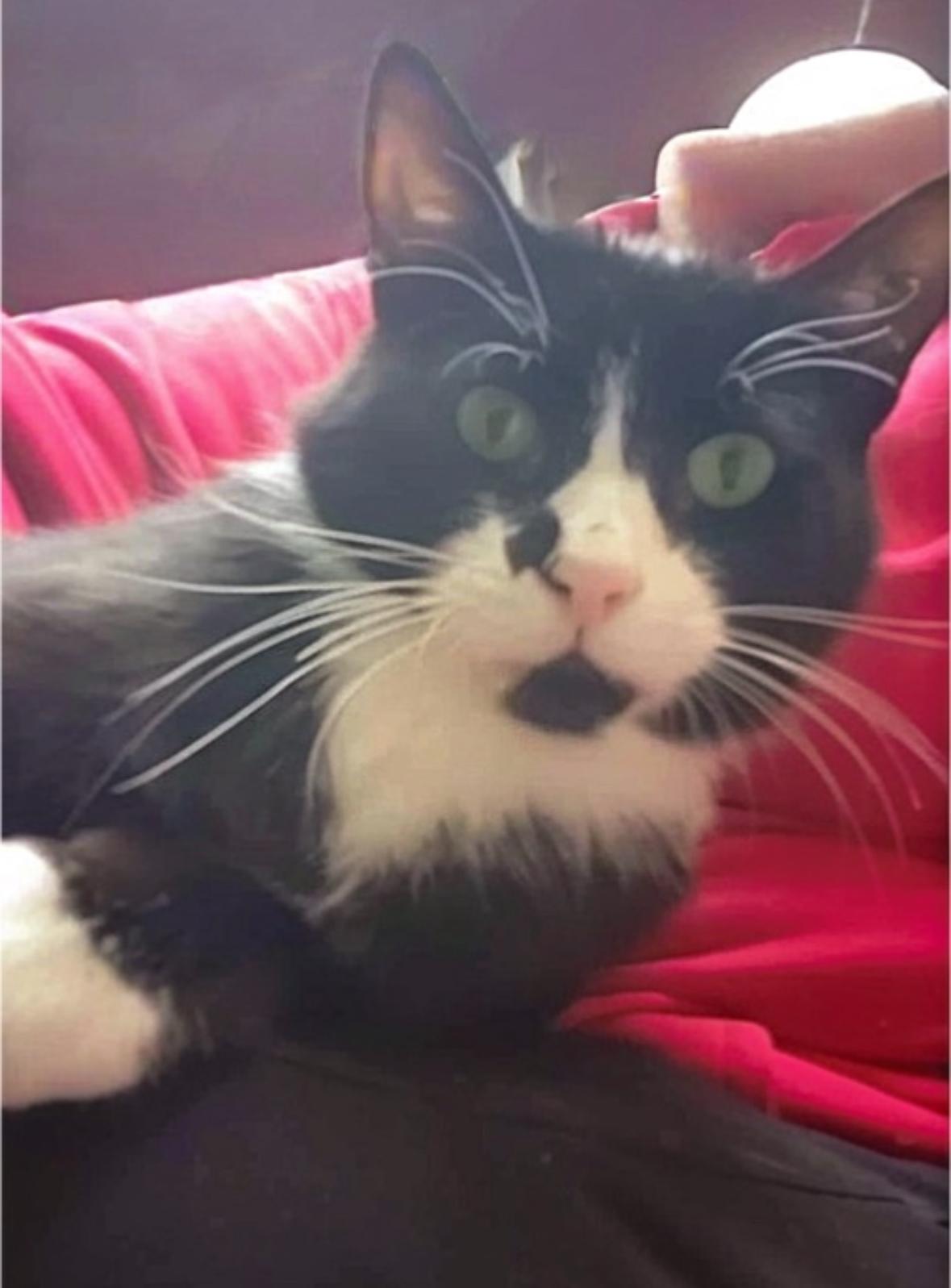 Umi, an adoptable Domestic Short Hair in Courtenay, BC, V9N 7T4 | Photo Image 2