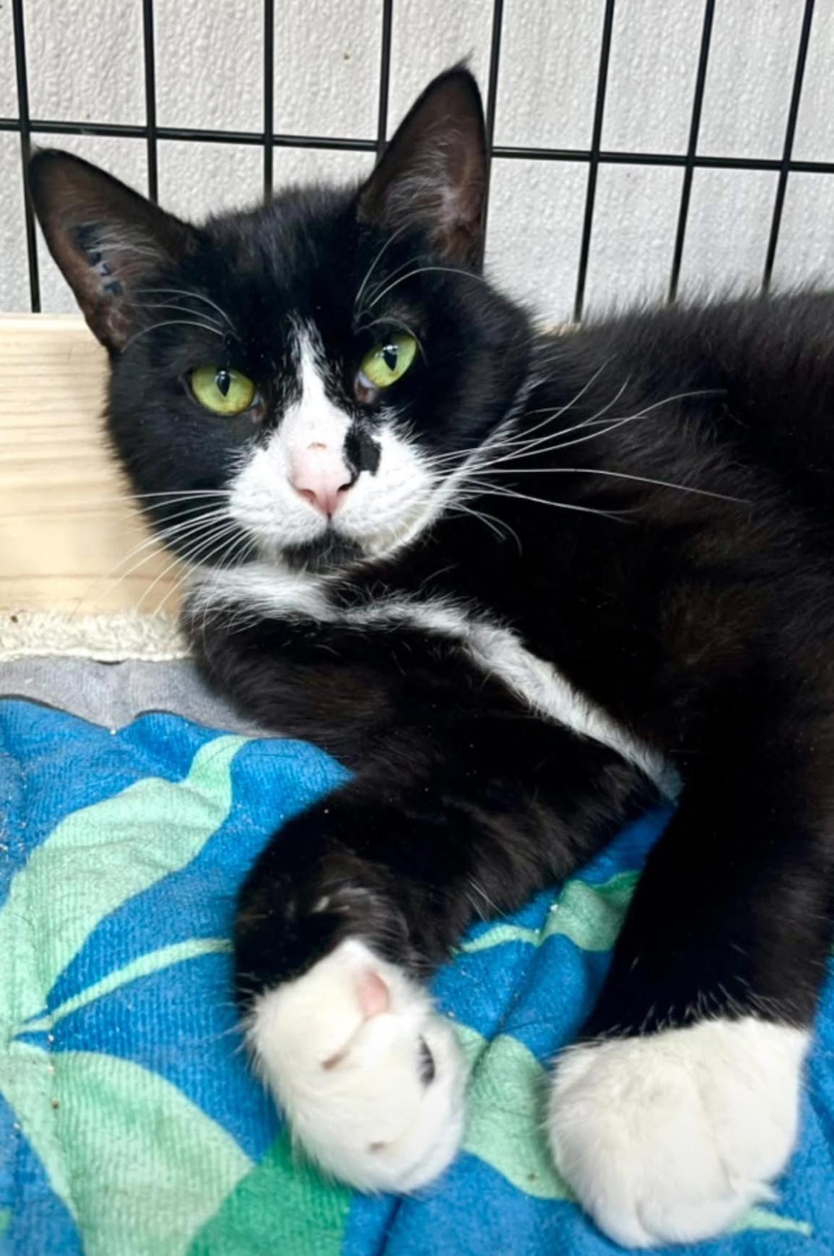 Umi, an adoptable Domestic Short Hair in Courtenay, BC, V9N 7T4 | Photo Image 1