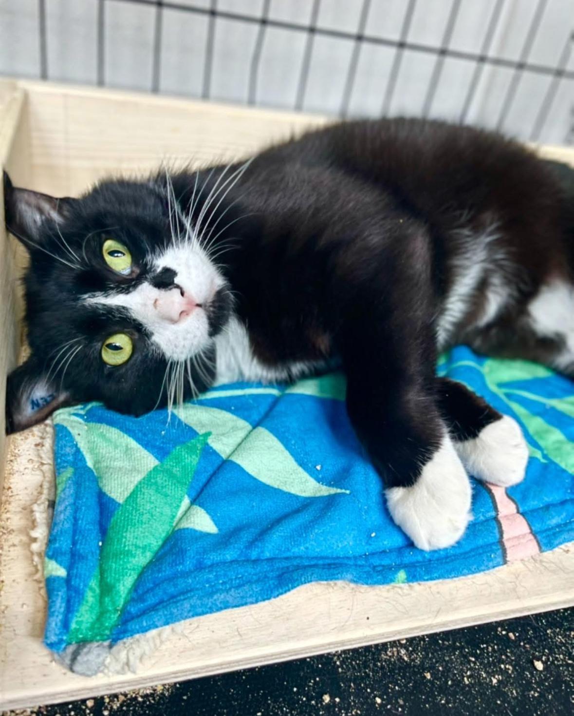 Umi, an adoptable Domestic Short Hair in Courtenay, BC, V9N 7T4 | Photo Image 5