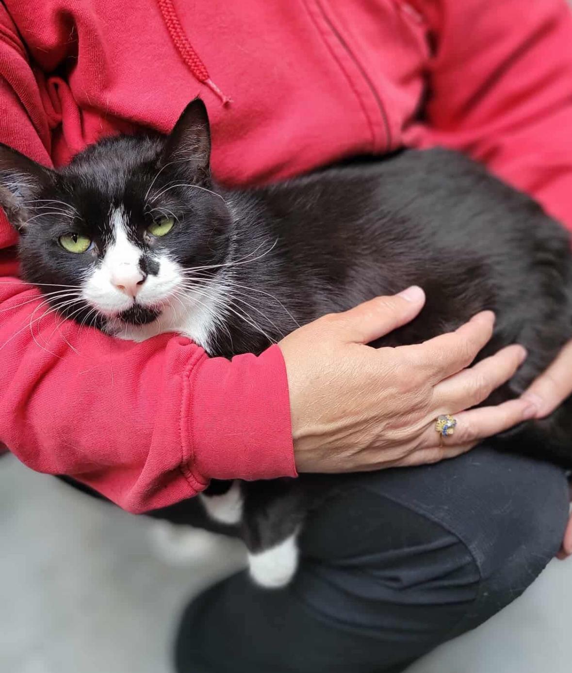 Umi, an adoptable Domestic Short Hair in Courtenay, BC, V9N 7T4 | Photo Image 4