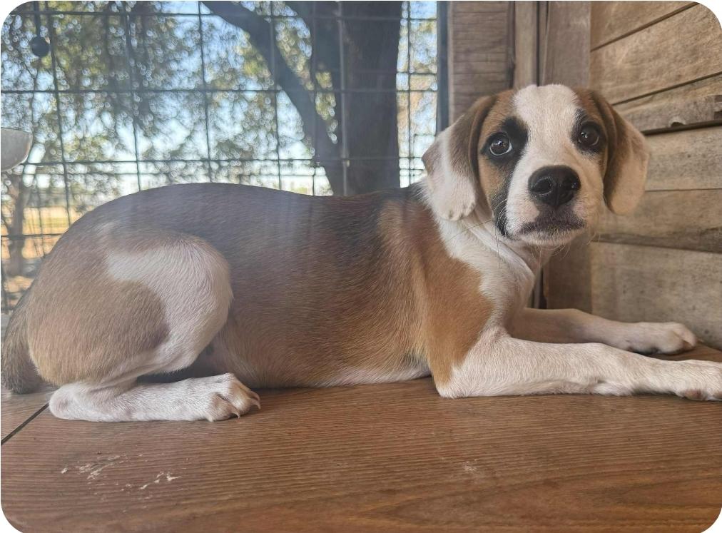 Truffle, Adoptable, Puppy Male Mixed Breed.