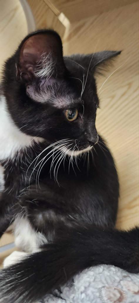 Enlarge Lovebug, a Adoptable mixed breed in Warren, MI image 2/4