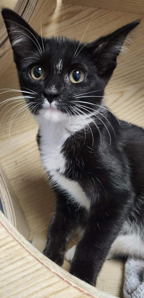 Enlarge Lovebug, a Adoptable mixed breed in Warren, MI image 3/4