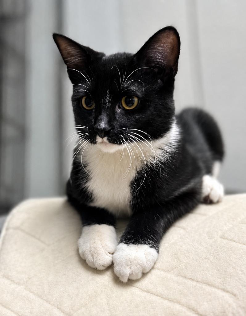 Lovebug, Adoptable, Kitten Female Domestic Short Hair.