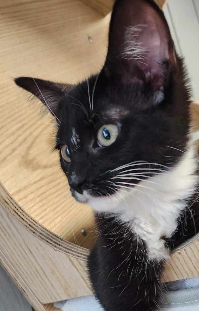 Enlarge Lovebug, a Adoptable mixed breed in Warren, MI image 4/4