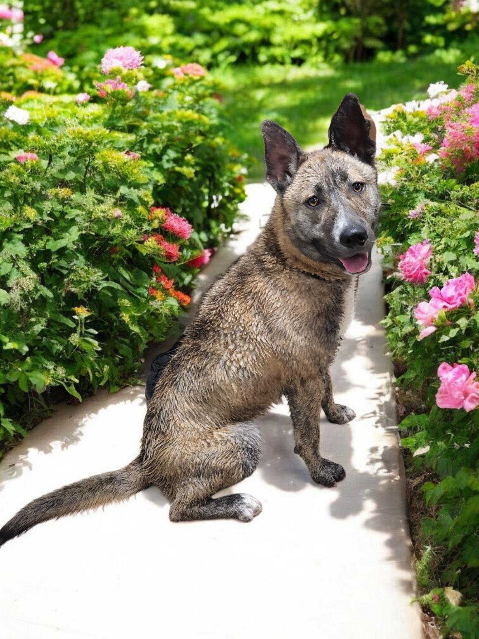 Rex, a Adoptable mixed breed in Horn Lake, MS image 3/6