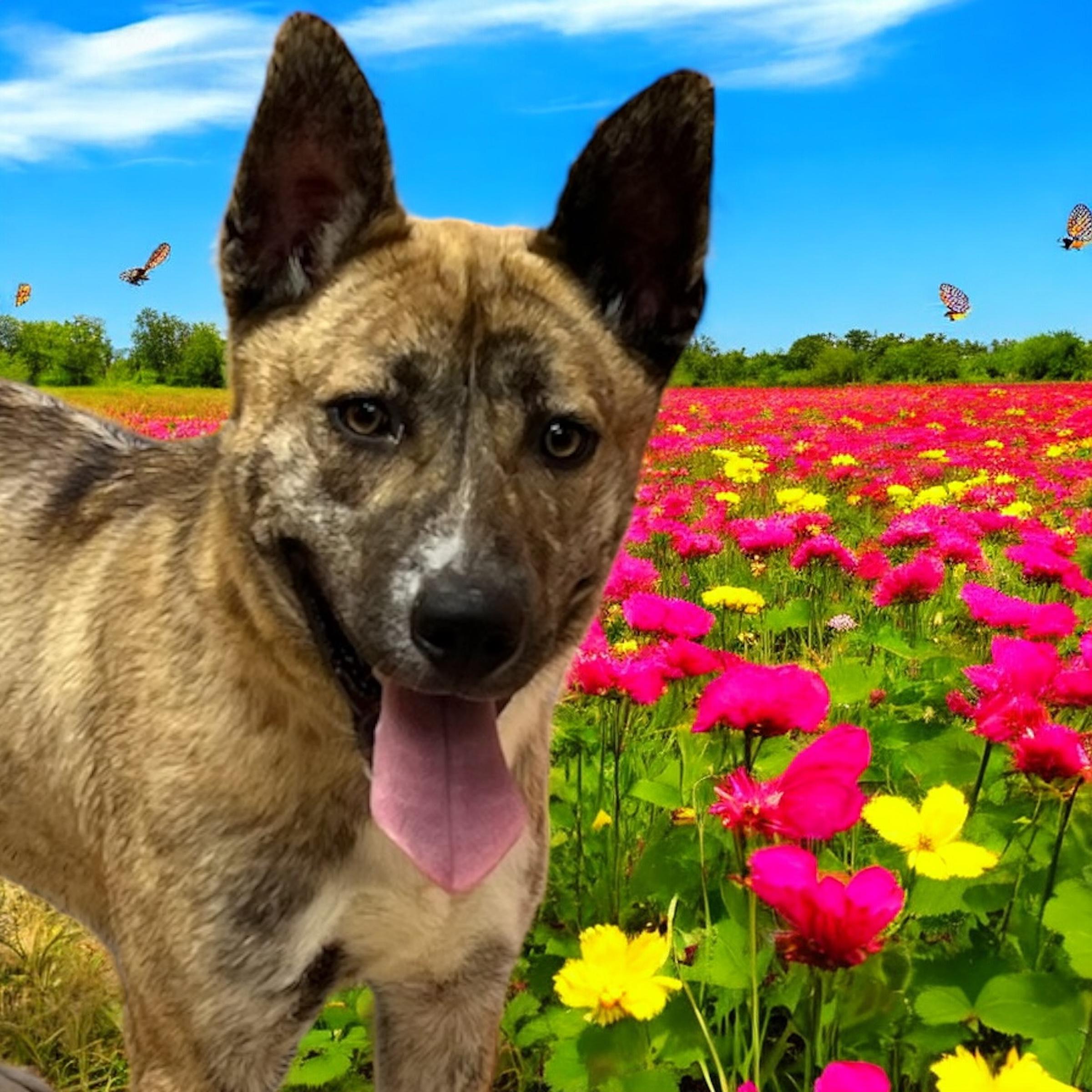 Rex, a Adoptable mixed breed in Horn Lake, MS image 1/6