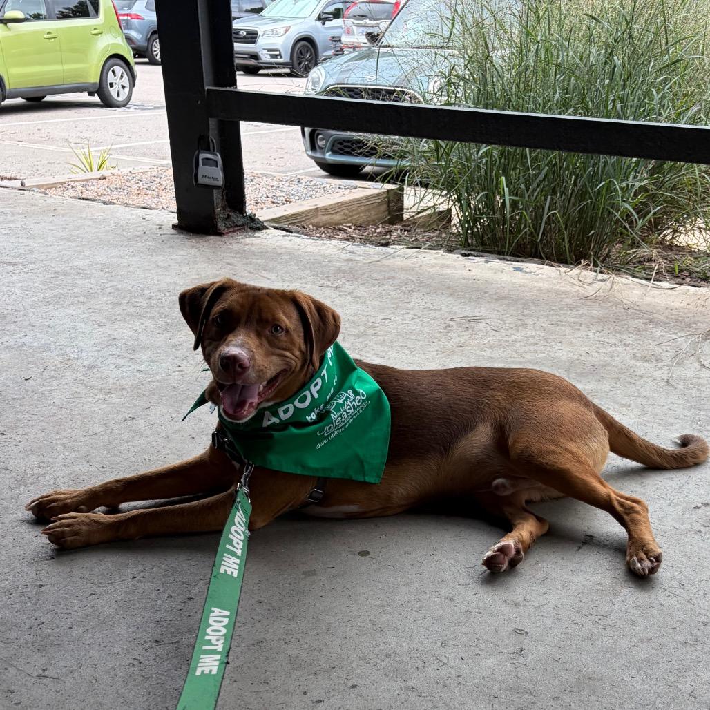 Cheddar, Adoptable, Young Male Beagle & Mixed Breed.