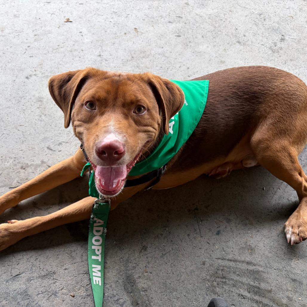 Enlarge Cheddar, a Adoptable mixed breed in Durham, NC image 2/6