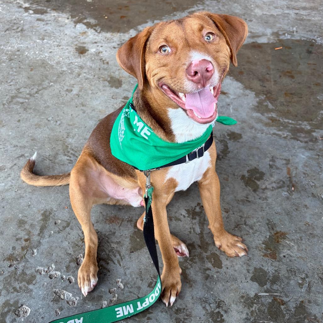 Enlarge Cheddar, a Adoptable mixed breed in Durham, NC image 3/6