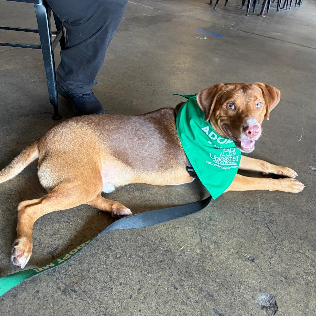 Enlarge Cheddar, a Adoptable mixed breed in Durham, NC image 4/6