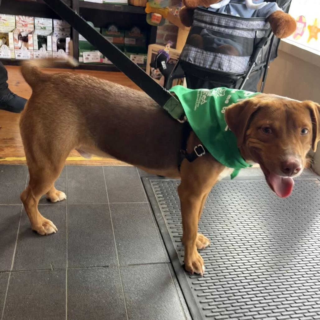 Enlarge Cheddar, a Adoptable mixed breed in Durham, NC image 5/6