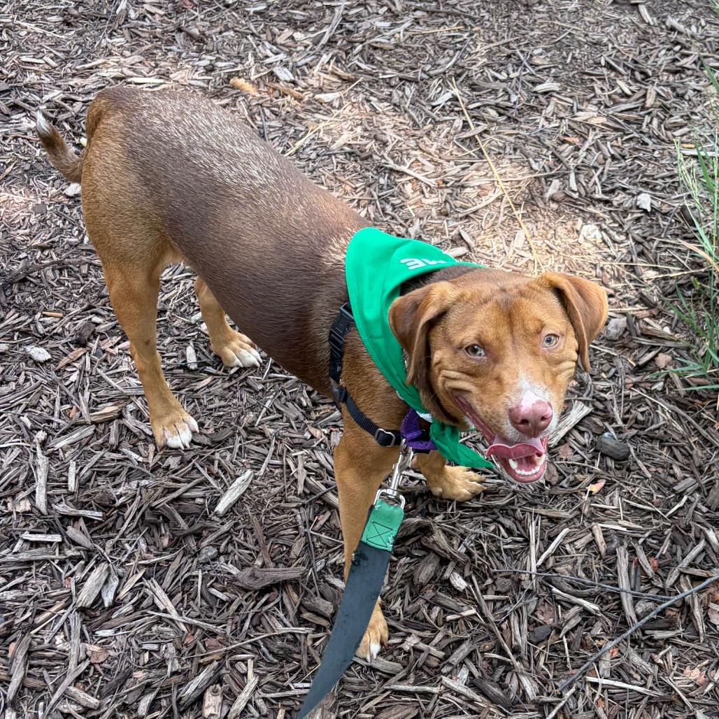 Enlarge Cheddar, a Adoptable mixed breed in Durham, NC image 6/6