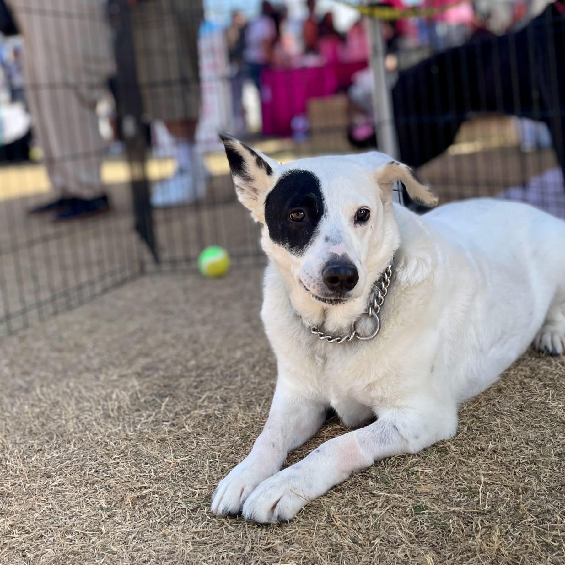 3531 Trixie, adoptable, Adult Female Australian Cattle Dog / Blue Heeler.