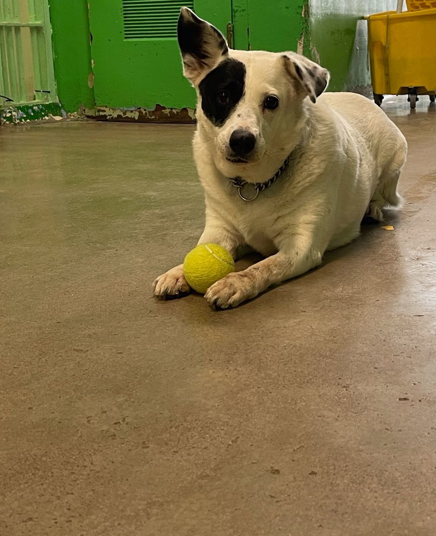 Enlarge 3531 Trixie, an adoptable Australian Cattle Dog / Blue Heeler in Phoenix, AZ image 3/5