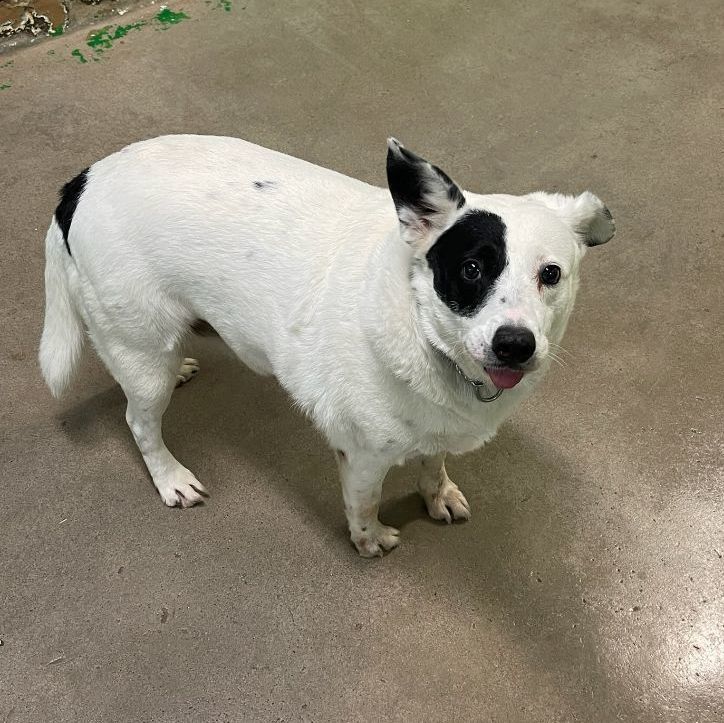 Enlarge 3531 Trixie, an adoptable Australian Cattle Dog / Blue Heeler in Phoenix, AZ image 4/5